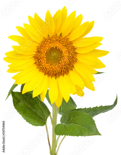 Fototapeta Naklejka Na Ścianę i Meble -  Sunflower