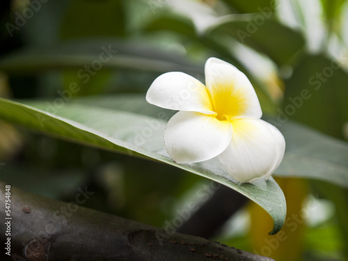 Plumeria, La Orotava, Tenerife