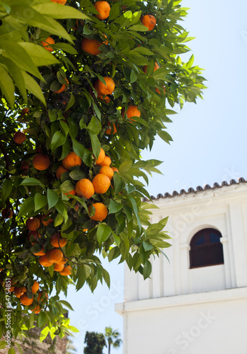 Naranjo, Sevilla