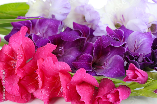 Fototapeta Naklejka Na Ścianę i Meble -  Beautiful gladiolus flower close up