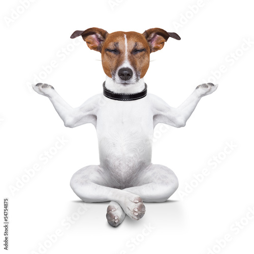 yoga dog © Javier brosch