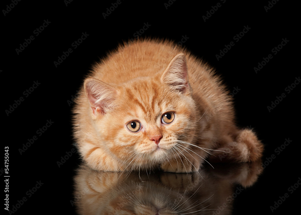 Red british kitten on black background