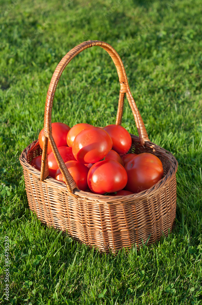 Wicker basket full of fresh tomatoes Wicker basket full of fresh tomatoes