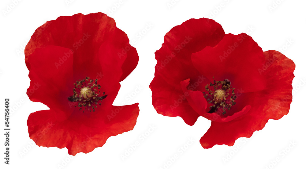 Naklejka premium Two Red Poppies isolated