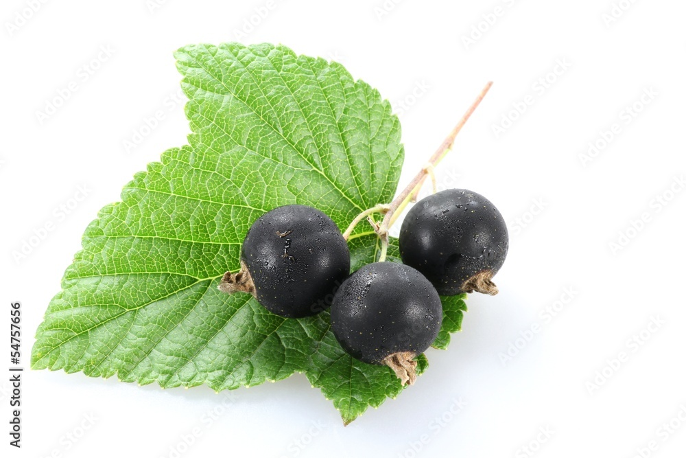 Schwarze Johannisbeeren isoliert auf weißem Hintergrund Schwarze Johannisbeeren isoliert auf weißem Hintergrund