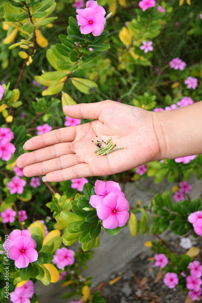 Seed of Catharanthus roseus in hand.