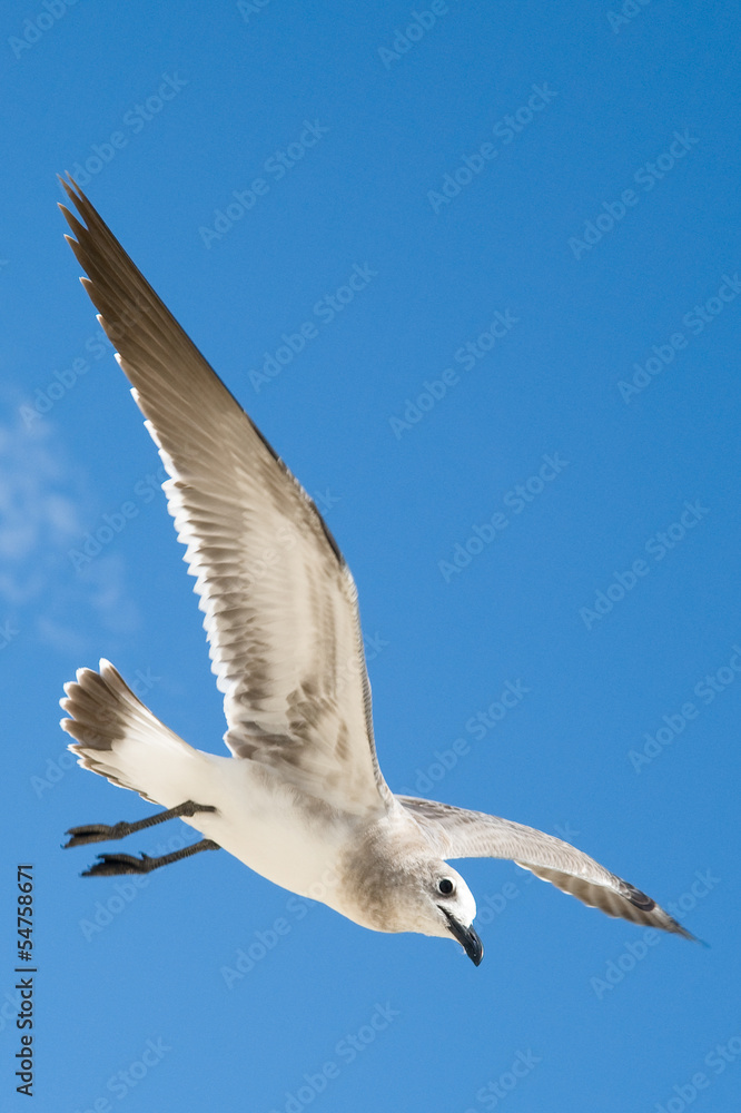 Fototapeta premium Seagull in flight