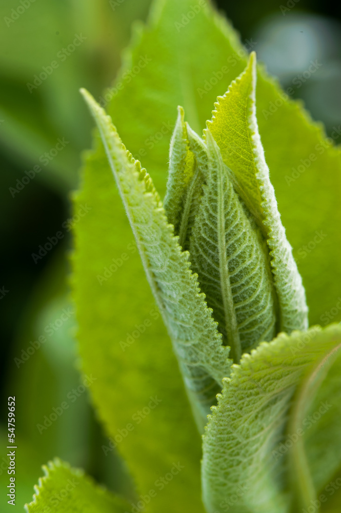 Close up of a green plant Close up of a green plant