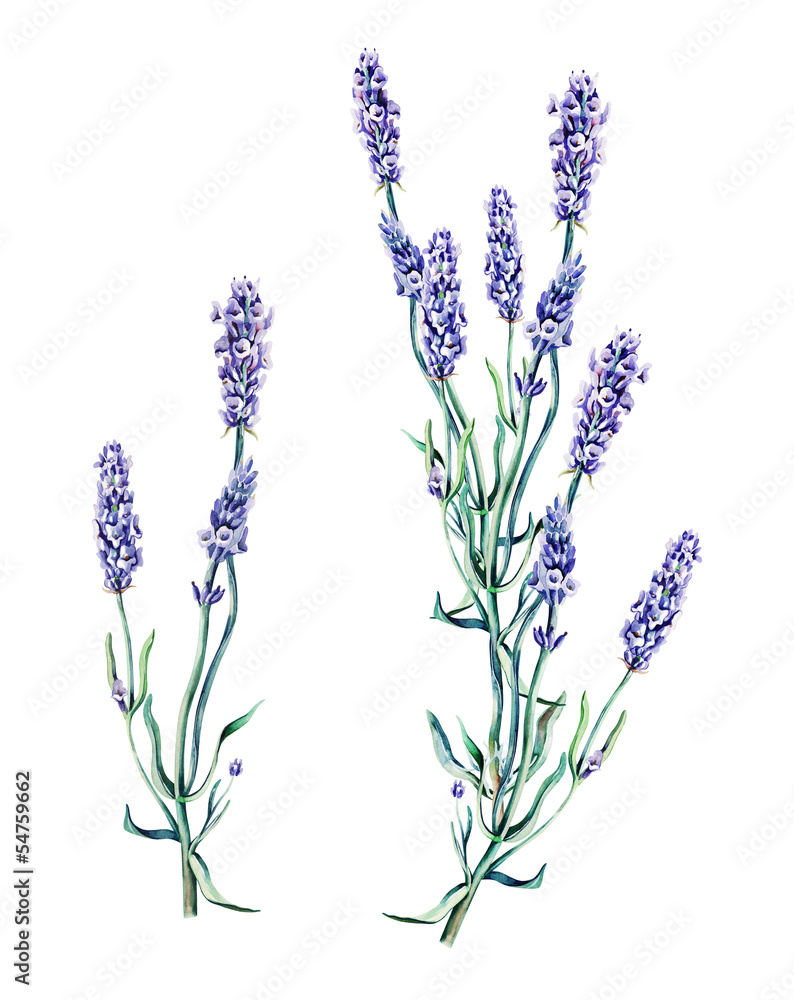 Naklejka premium Lavender