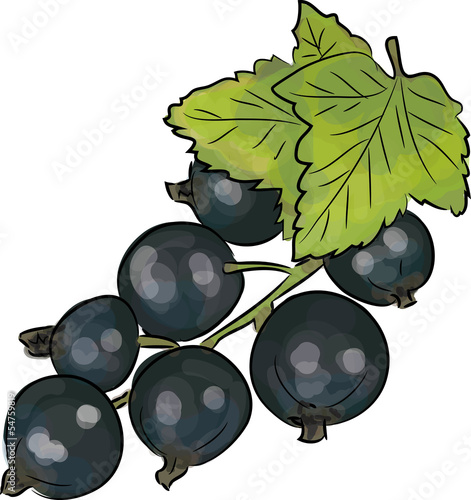 schwarze johannisbeere