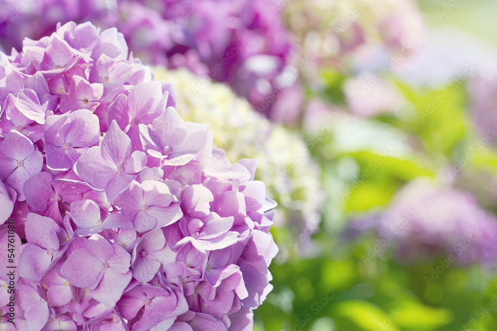 Obraz premium Pink hydrangea flowers with summer sunlight