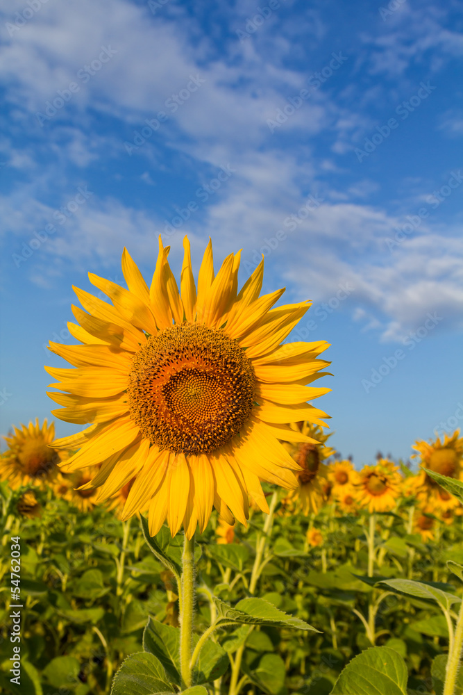Sunflower Sunflower