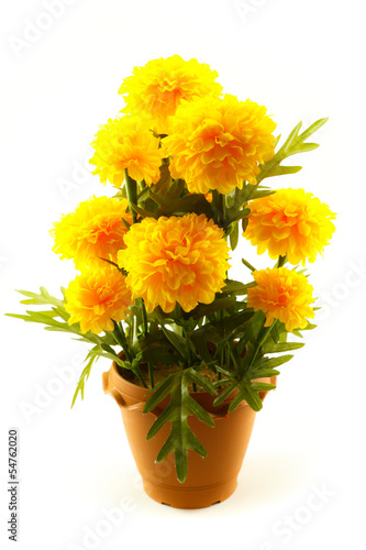 marigold flower