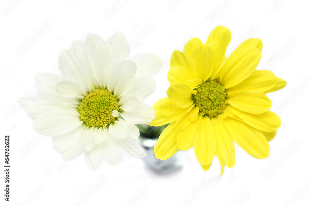 Fototapeta premium chrysanthemum