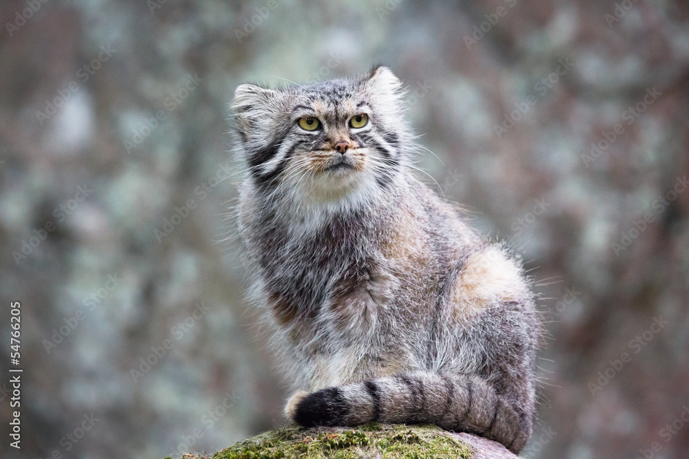 Naklejka premium Pallas cat
