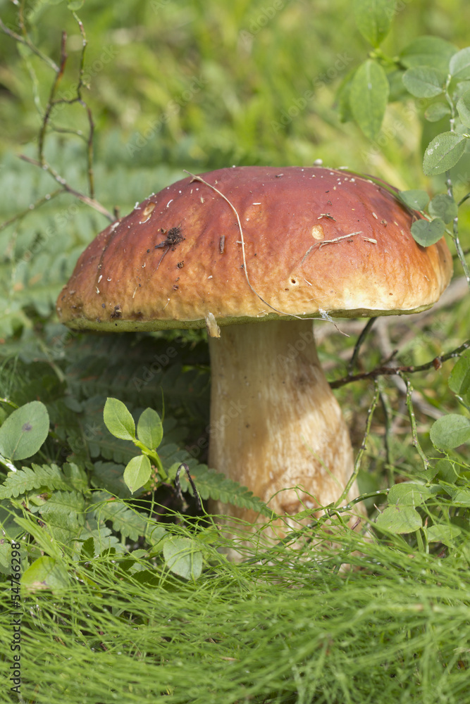 White mushroom (lat. Boletus edulis). White mushroom (lat. Boletus edulis).