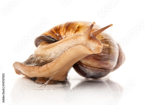 snail ahatina on white background