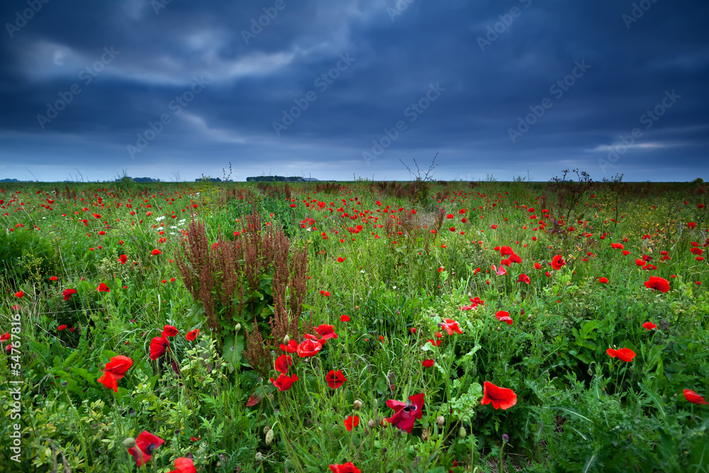 many red poppy flowers and storm