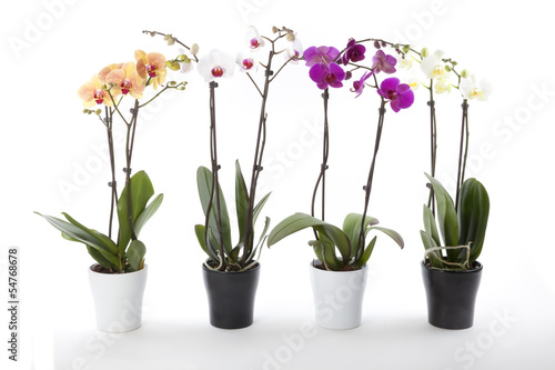 Phalaenopsis orchids in flower pot photo