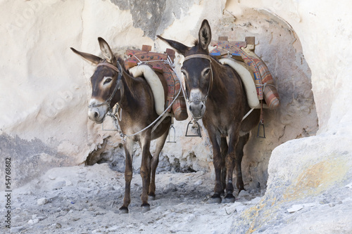 Greek donkeys