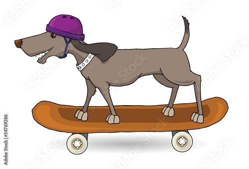 Dog with a purple helmet skateboarding, vector illustration