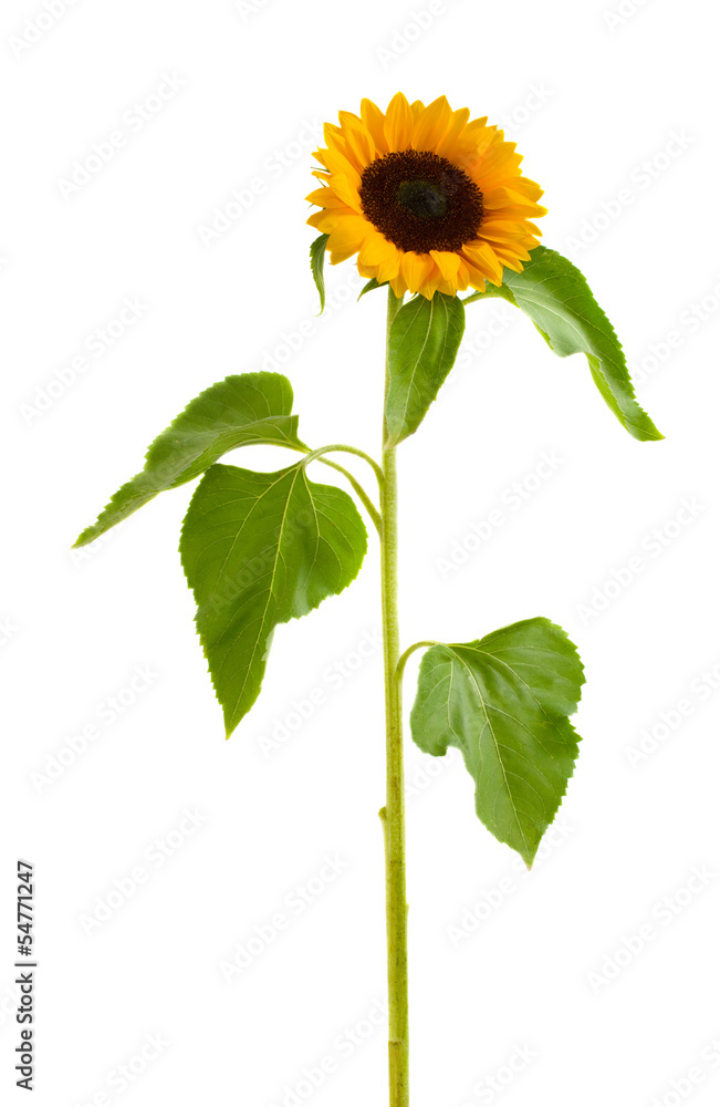 Fototapeta premium on esunflower