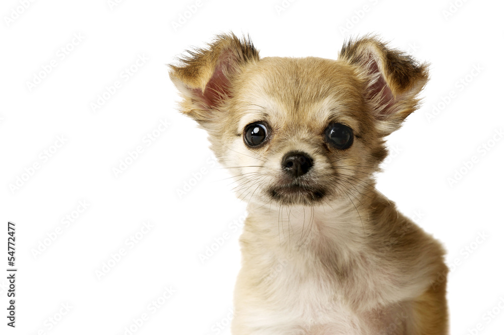 Chihuahua Puppy isolated on white