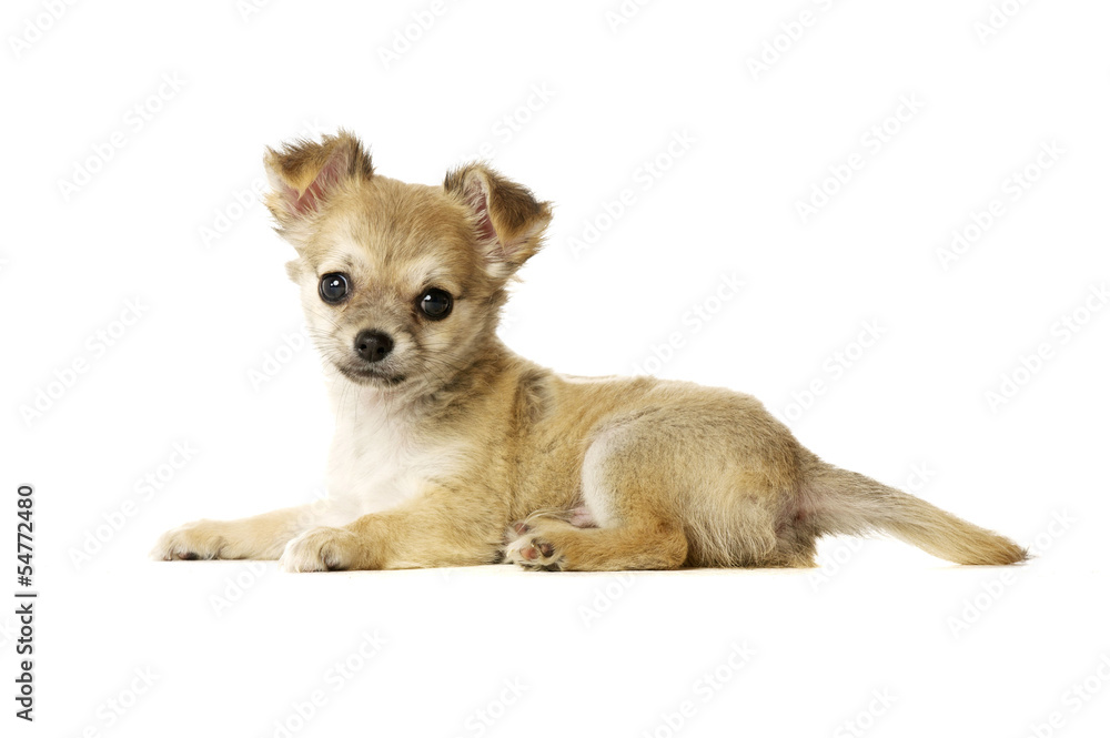 Obraz premium Chihuahua Puppy isolated on white