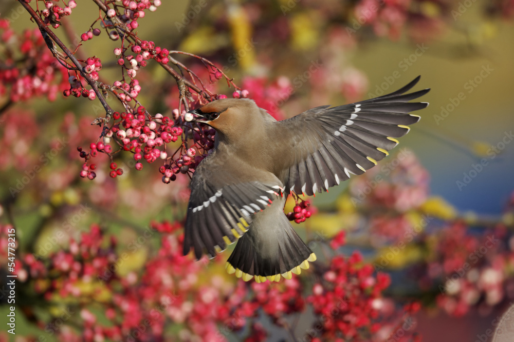 Obraz premium Waxwing, Bombycilla garrulus