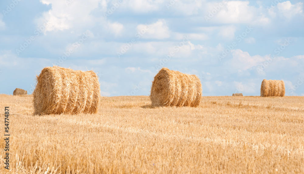 Bundles of straw on the field after harvest.