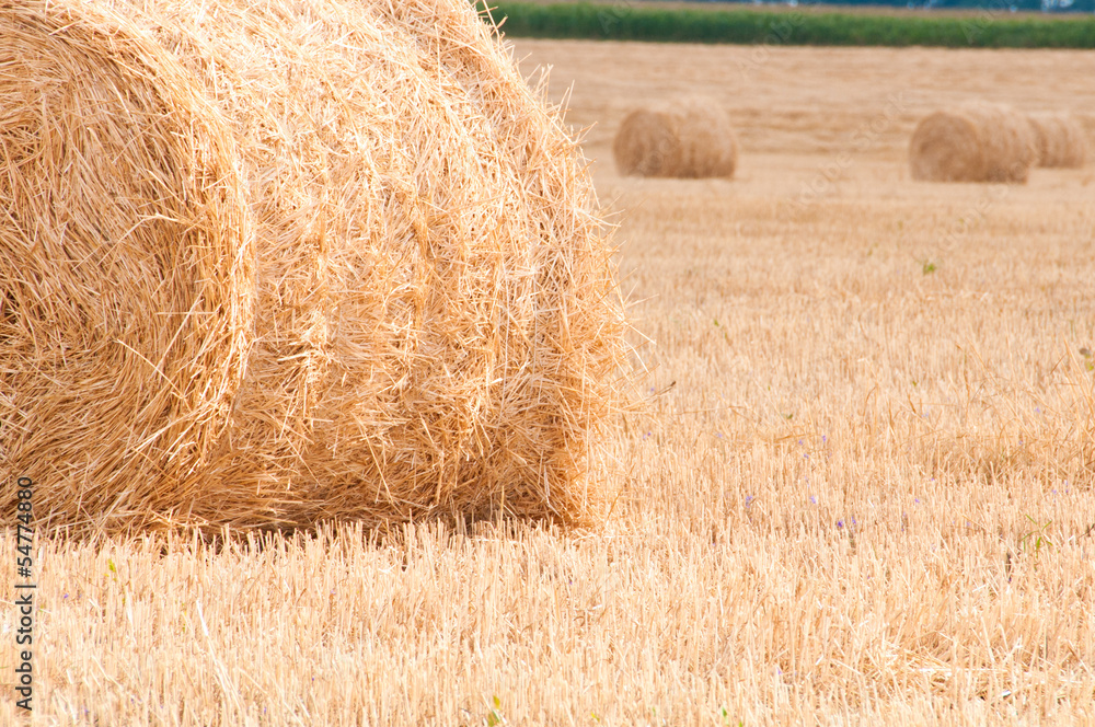 Bundles of straw on the field after harvest. Bundles of straw on the field after harvest.