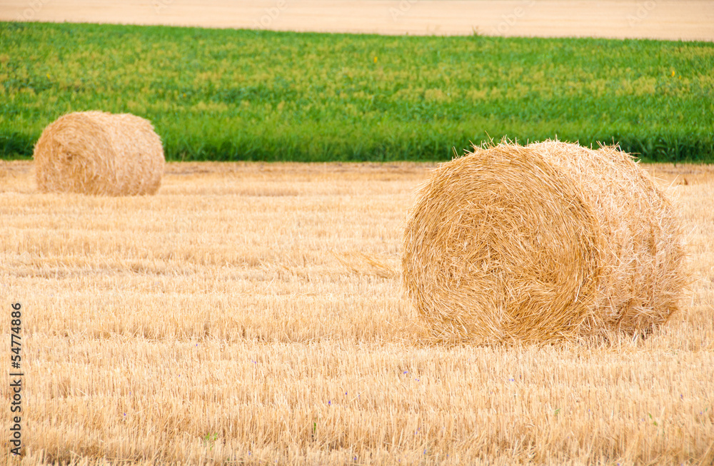 Bundles of straw on the field after harvest. Bundles of straw on the field after harvest.