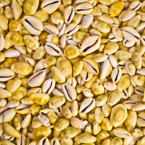 seashells background