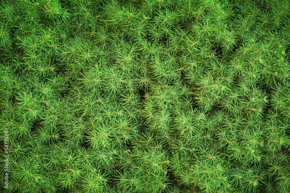 Fresh green needles background texture Fresh green needles background texture