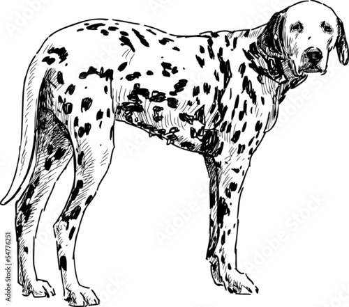 watching dalmatian
