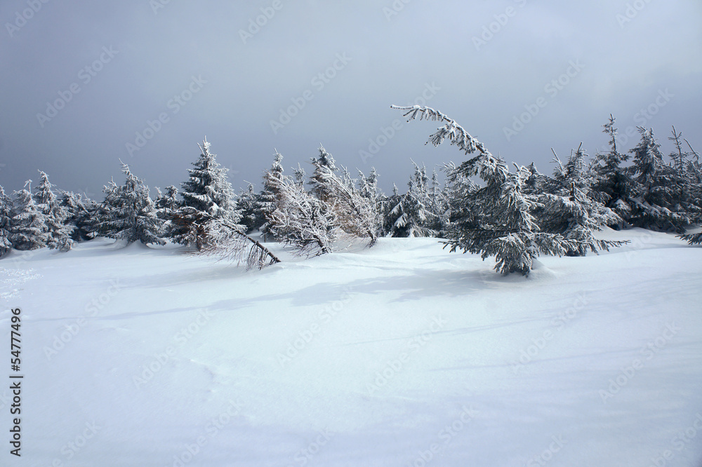 snow-covered spruce in Hory Mountains