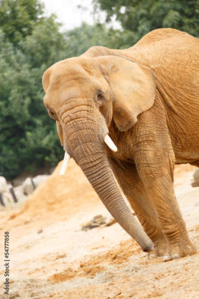 Fototapeta premium Elephant