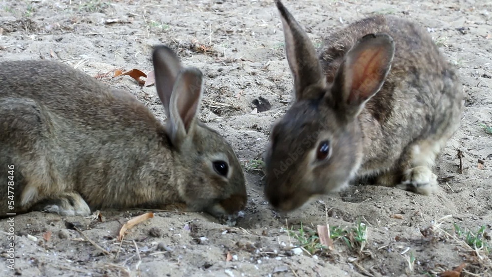 Two rabbits eat hungrily a loaf of bread Two rabbits eat hungrily a loaf of bread