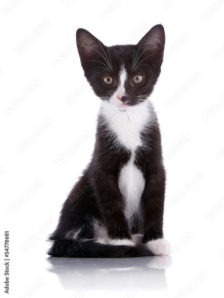 Fototapeta premium Black and white small kitten sits on a white background.