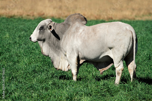 Foto Brahman bull