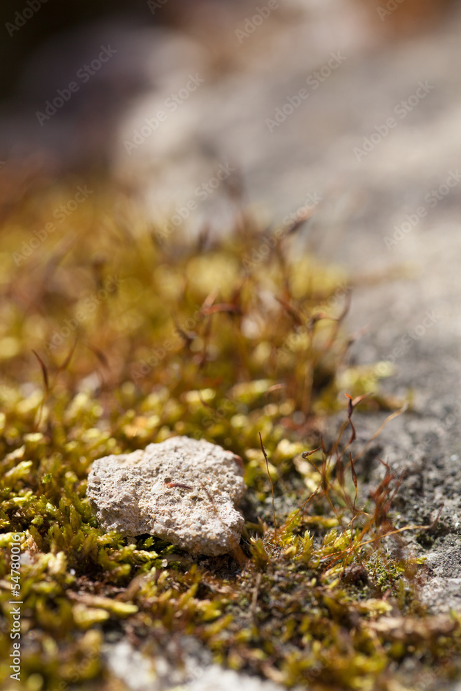 Moss close-up