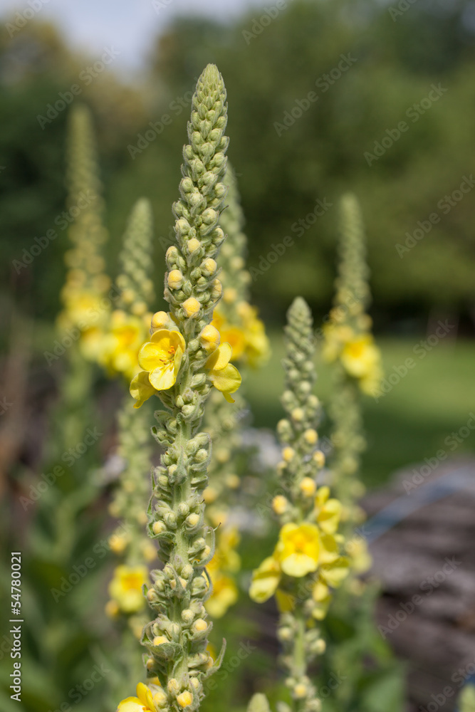 Mullein Mullein