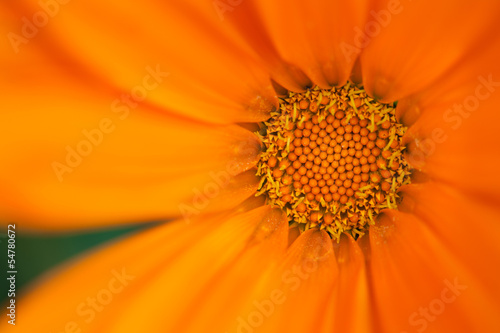 Orange chrysanthemum flower closeup