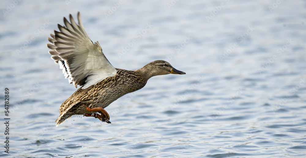 Obraz premium Mallard Duck Flying
