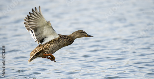 Mallard Duck Flying © hjpix