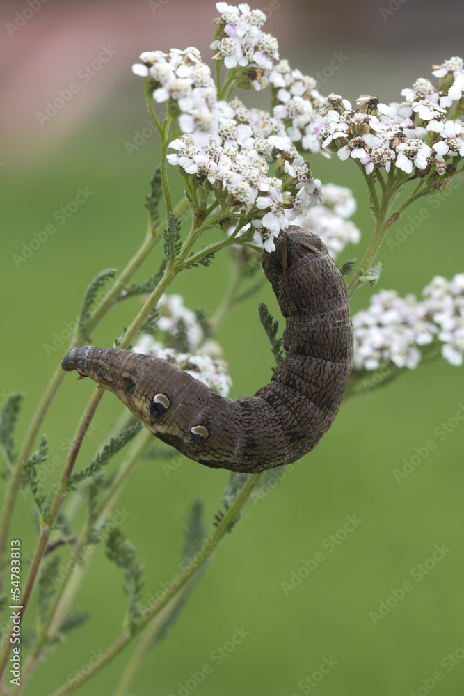 An elephant hawkmoth caterpillar = Deilephila elpenor. Stock Photo