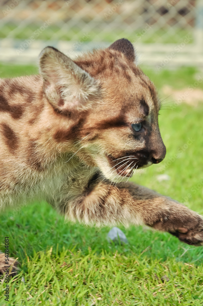 Naklejka premium Mała Puma