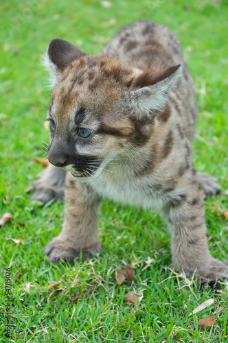 Baby Puma © J.NATAYO