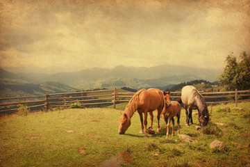 Two horses and foal  in meadow.  Paper texture.