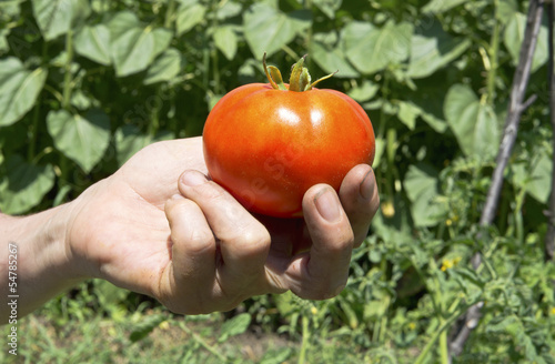 Tomato in farmer hand.